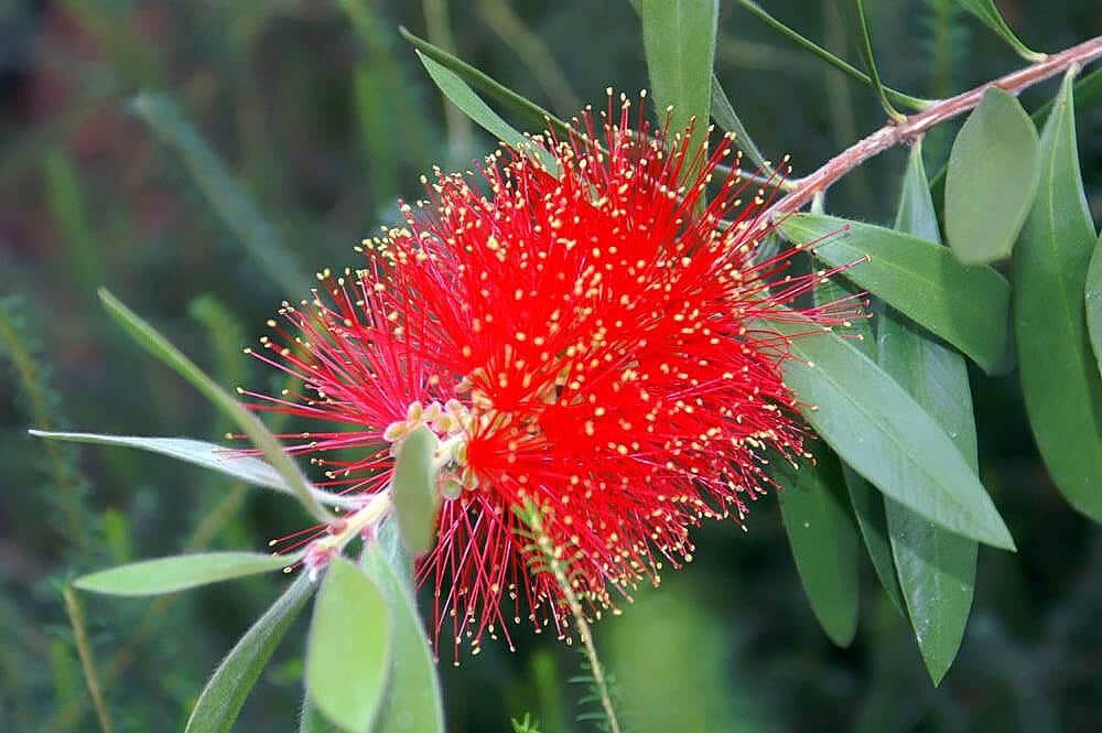 Bottlebrush Plant Care