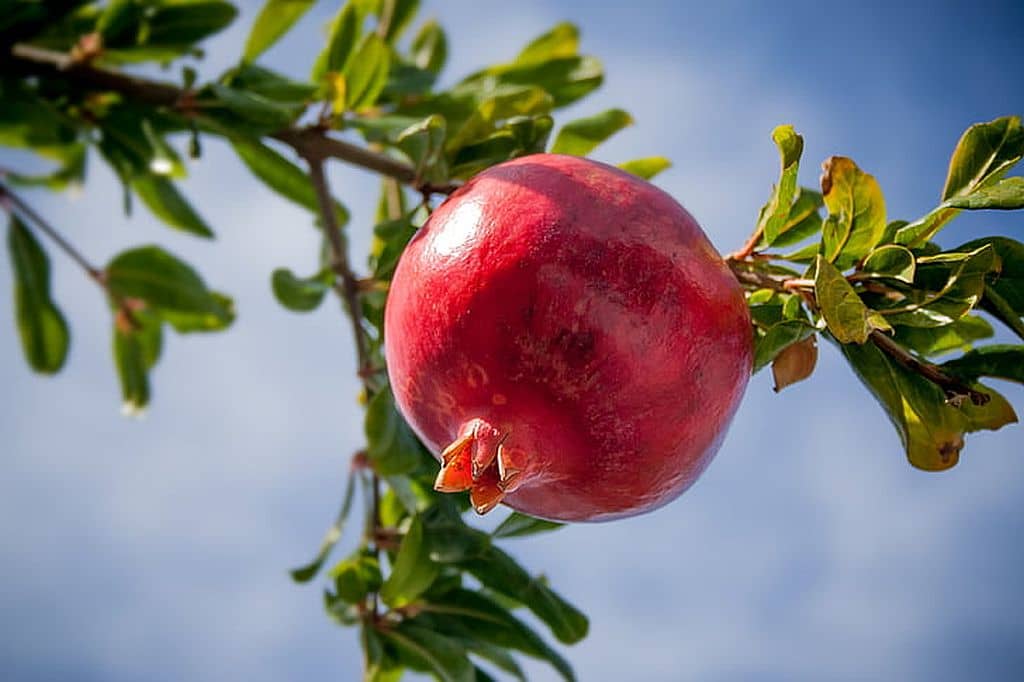 Fruit Trees That Thrive in Zone 11