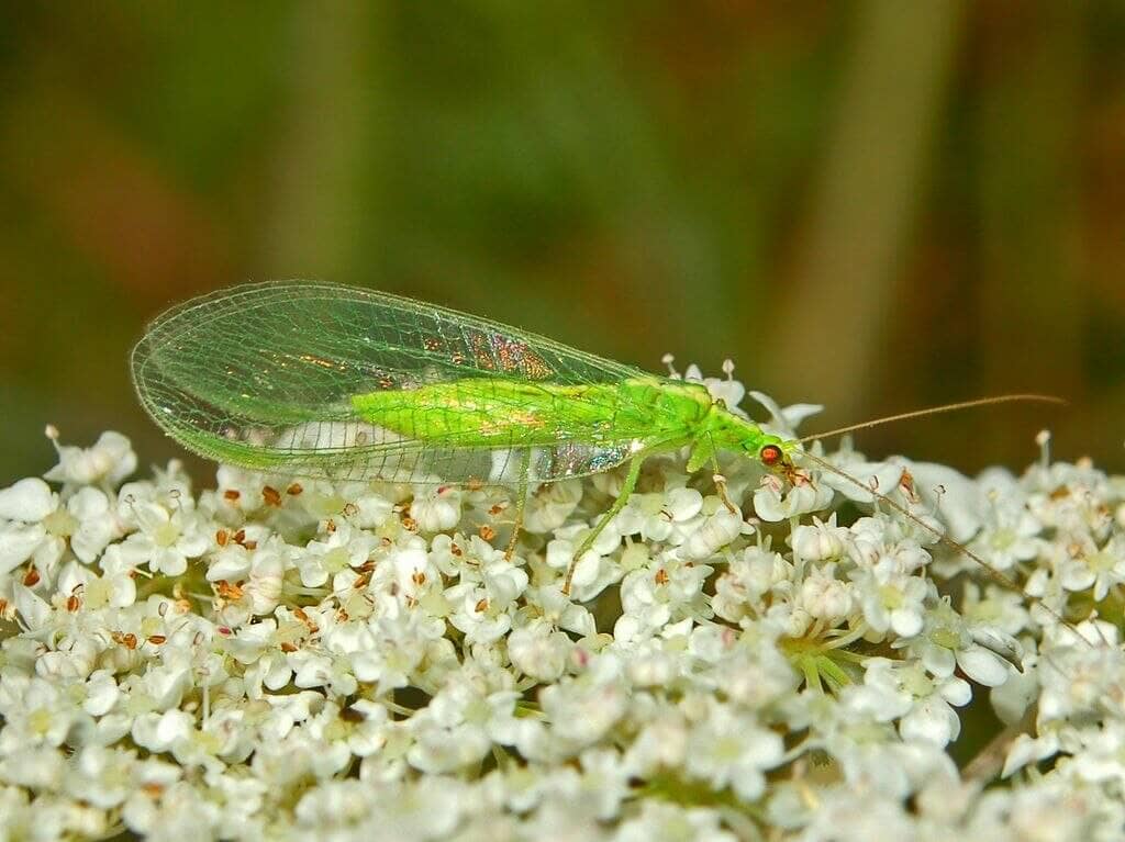 7 Good Garden Bugs (with photos!)