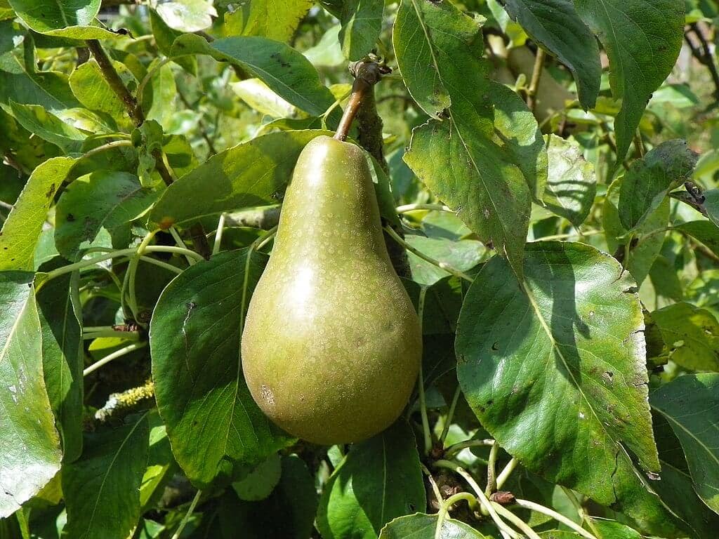 Pear Trellis Rust Disease