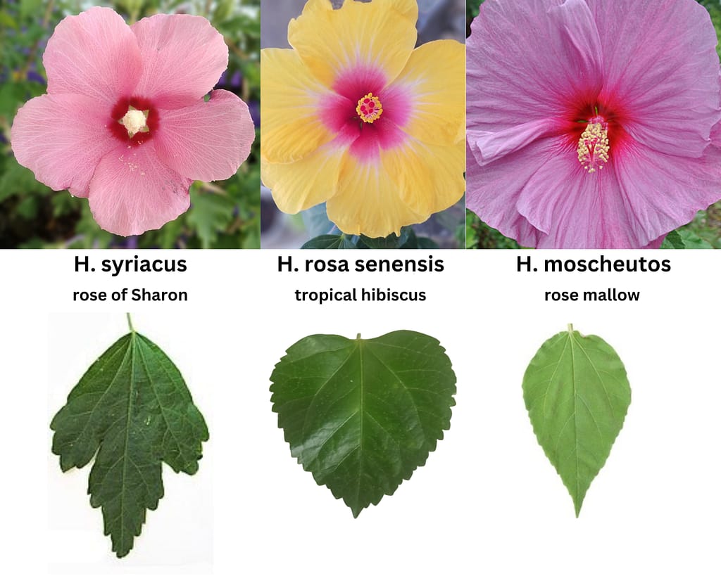 comparison of flowers and leaves of three hibiscus, 2 hardy and one tropical