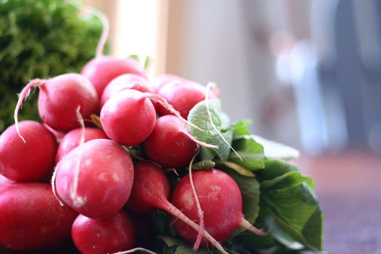 Growing Radishes in Fall