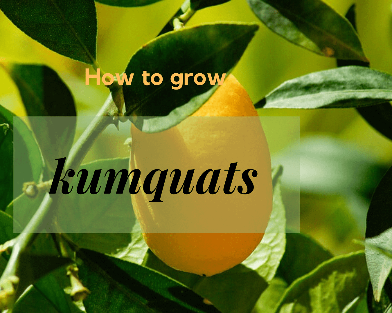nagami kumquat growing on a tree