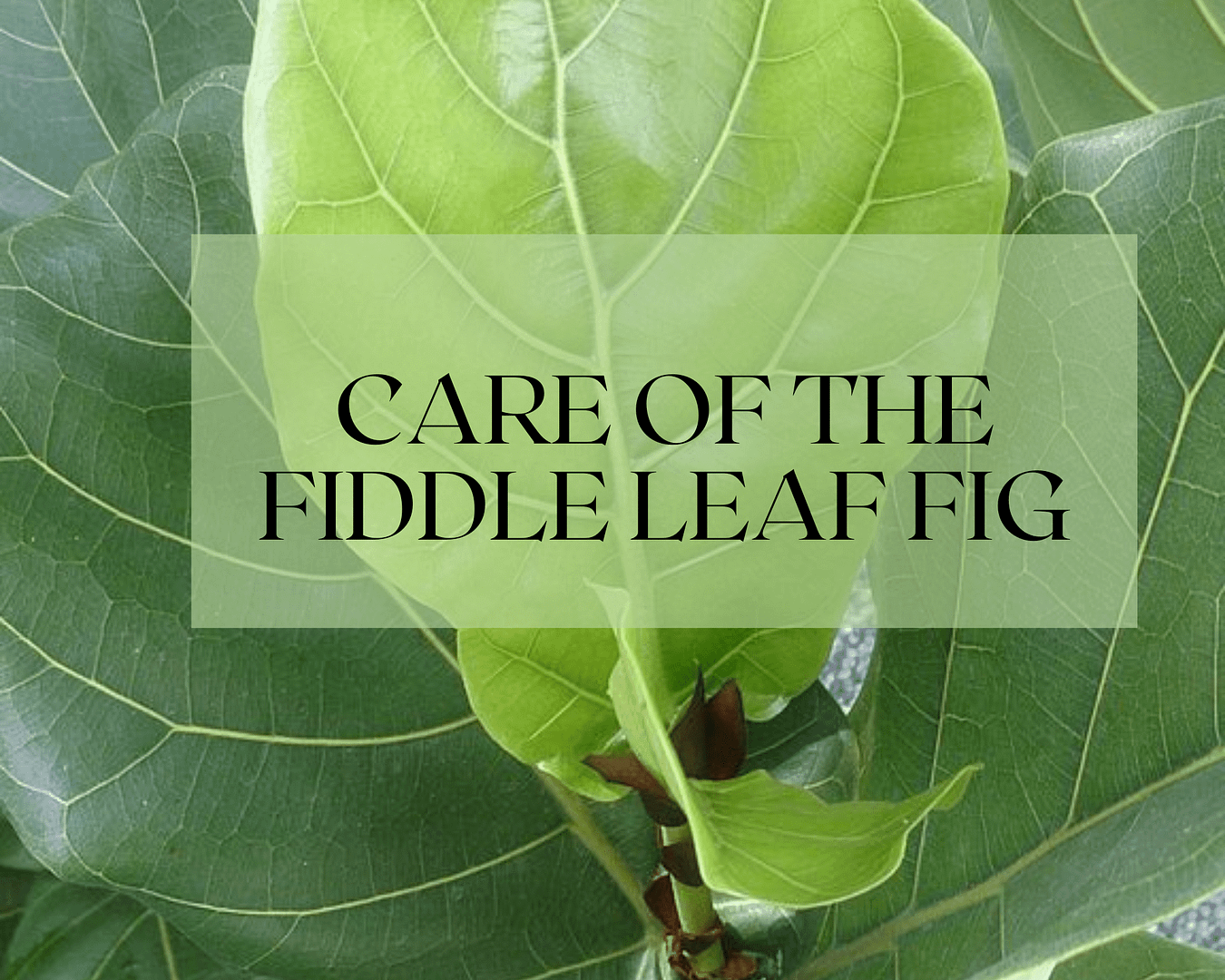 Fiddle Leaf Fig Care