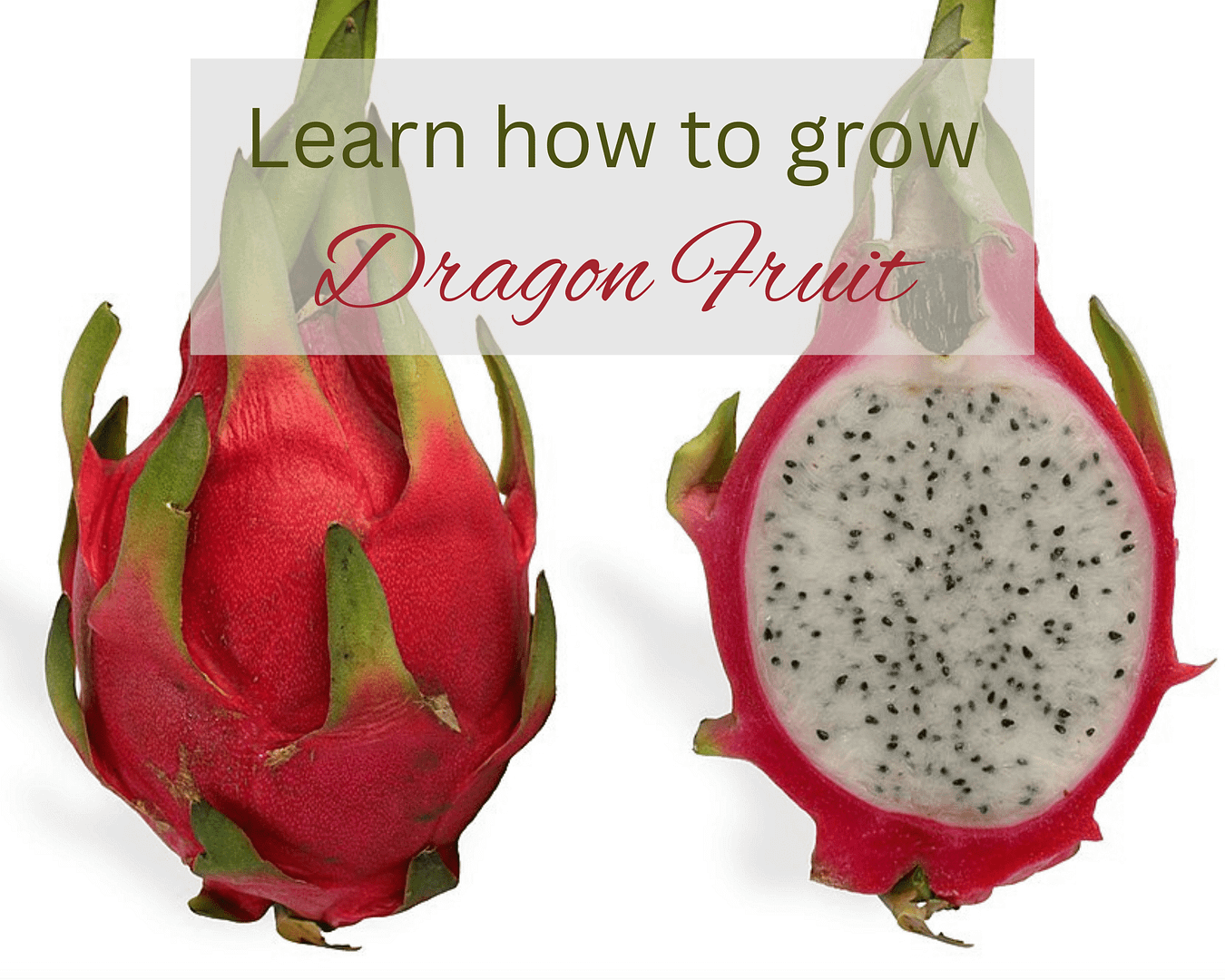 How to grow dragon fruit