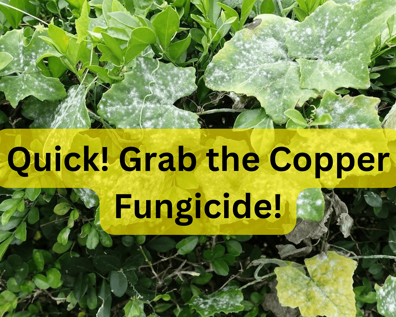 What is Copper Fungicide? How and when to use it