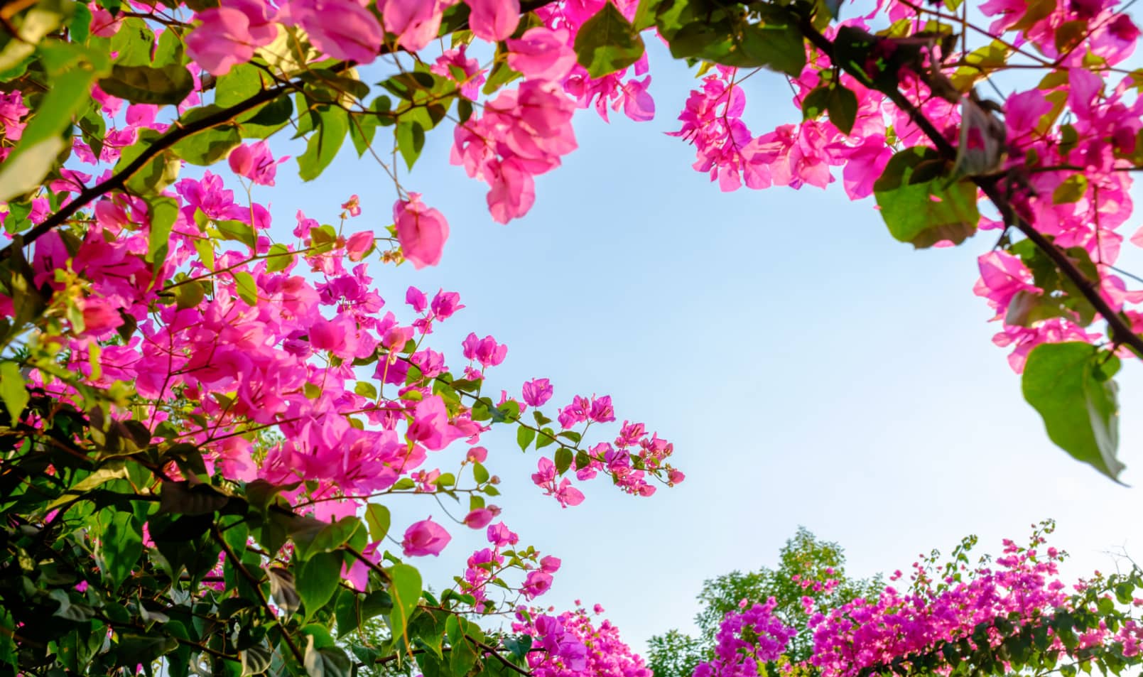 Bougainvillea problems: FAQ