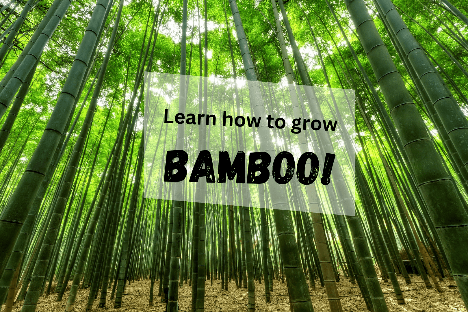 How to take care of a bamboo plant