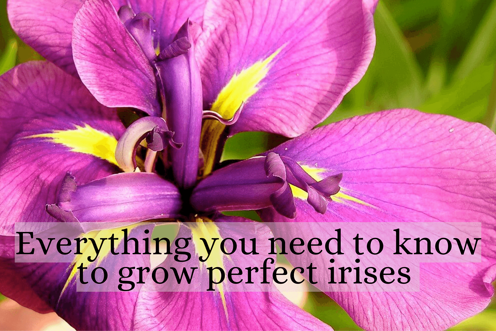 Iris Flower Plant Care