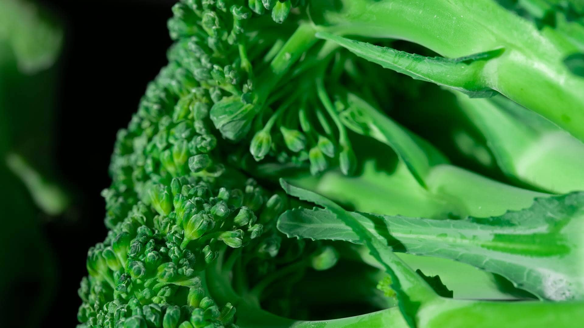 Step-by-Step Guide to Growing Broccoli