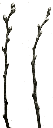 closeup of two blueberry cuttings