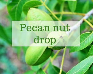 Why is my pecan tree dropping nuts? | Gardenologist