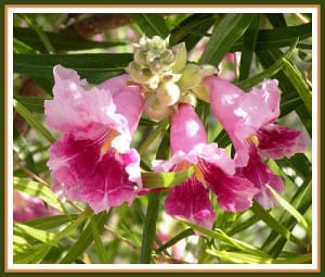 Desert Willow Seed Germination