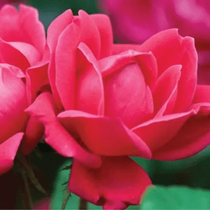 Closeup of red double knockout rose