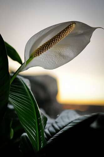 Peace lily flower