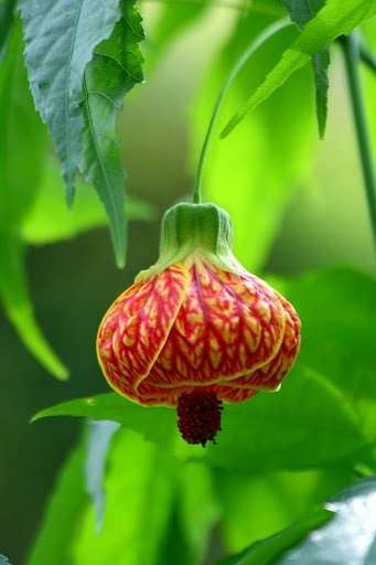 Red Tiger abutilon flower