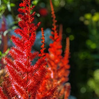 red astilbe