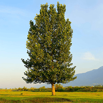 Hybrid poplar against a blue sky