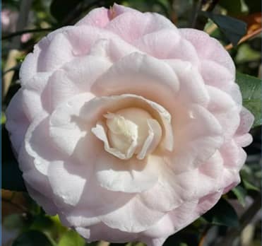 light pink camellia closeup