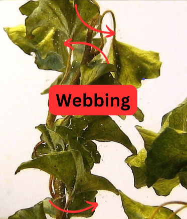 spider mite webs on a plant