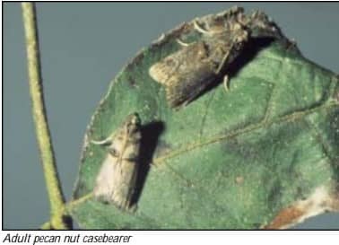 pests of pecan trees