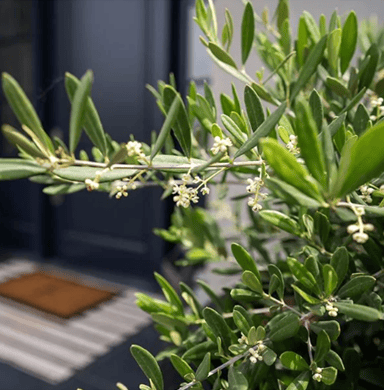 branches of a dwarf olive tree in bloom.