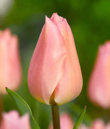 closeup of an apricot colored tulip