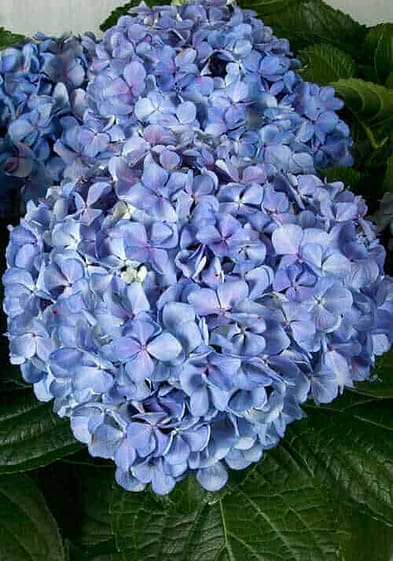 Big Daddy Blue Hydrangea