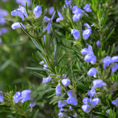 rosemary plant in bloom