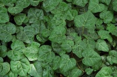 bullock's ivy persian ivy