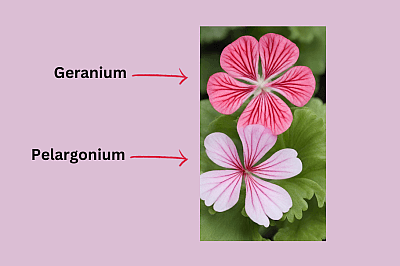 photo of a geranium and a pelargonium flower for comparison 