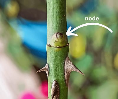 Closeup of a rose stem with an arrow pointing to the node