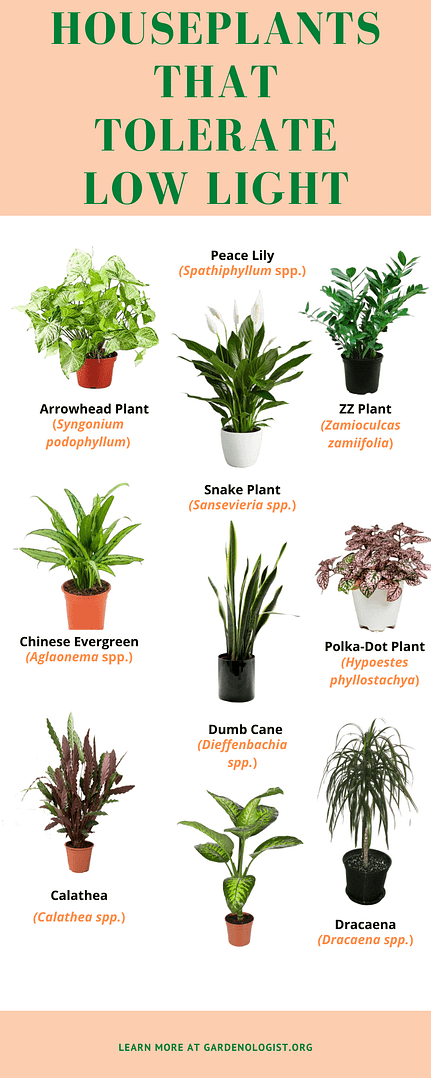 Low light indoor plants | Gardenologist