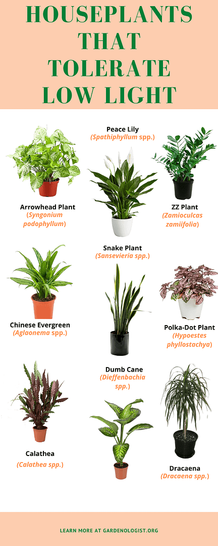 houseplants for shade