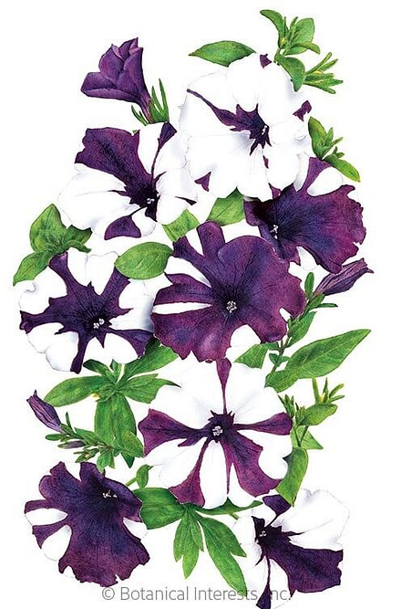 Shock Wave® Purple Tie Dye Petunia illustration