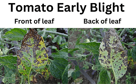 side by side, front of tomato leaf and back, symptoms of tomato blight