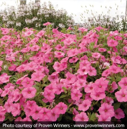 Flower bed with pink petunia groundcover