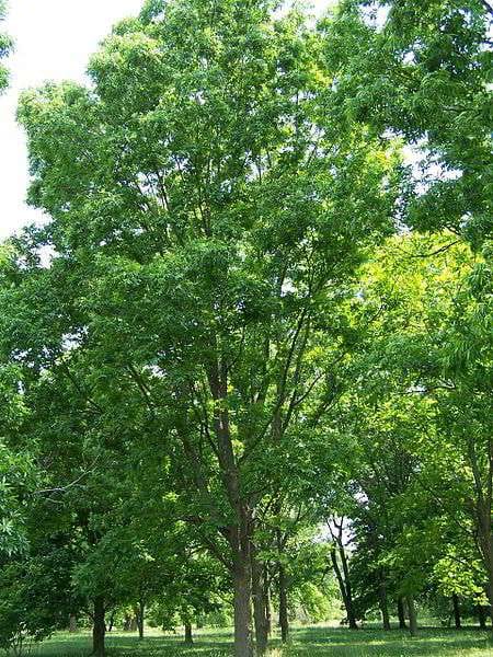 Pecan Tree