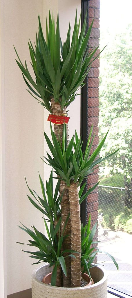 spineless yucca growing in a white pot