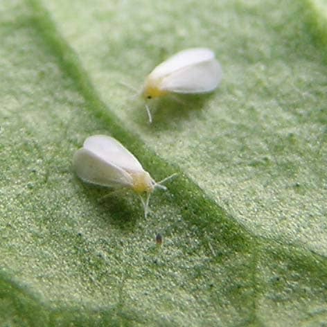 Closeup of two whiteflies on a leaf