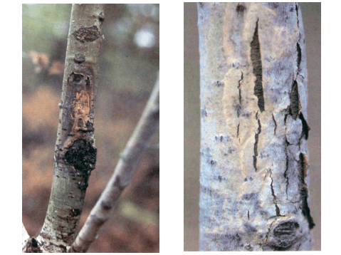 two tree trunks with symptoms of a disease.