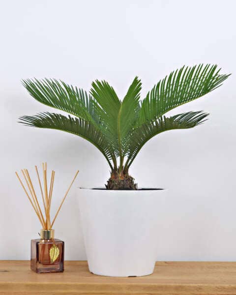 Young sago palm in a white pot sitting on a wooden desk