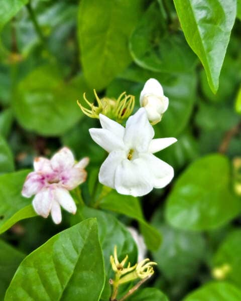 Arabian jasmine plant for sale