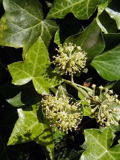 Flowering ivy