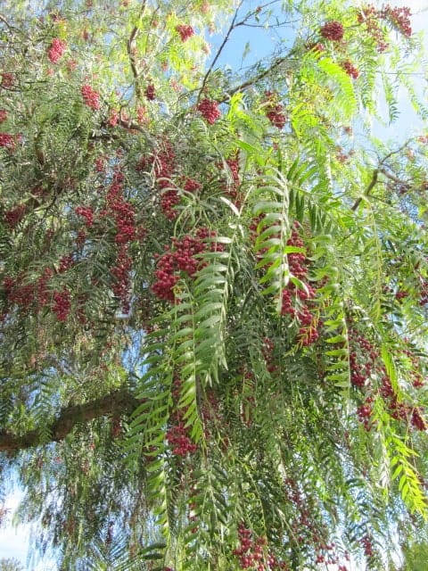 California pepper tree with red berries