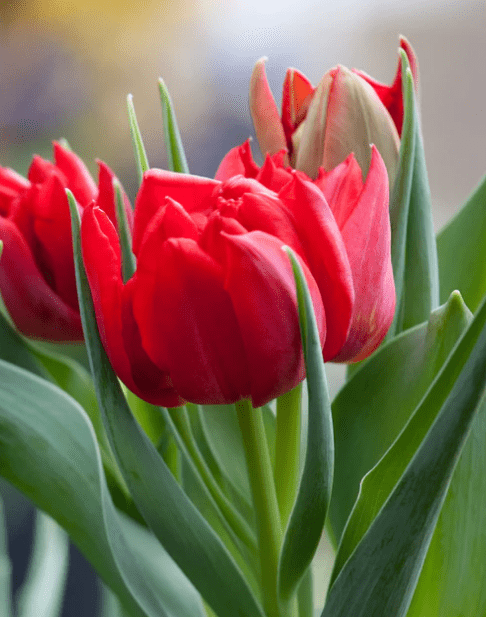 a cluster of red tulips