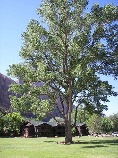 fremont cottonwood tree