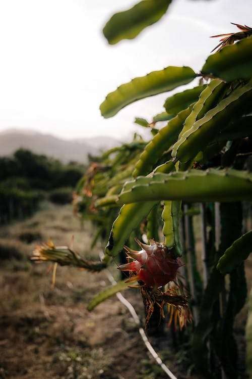 dragon fruit cactus with one fruit hanging from it