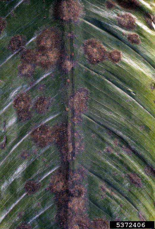 closeup of a peace lily leaf with brown furry spots a fungal disease