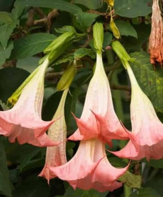 5 pink angel trumpet flowers hanging from the plant